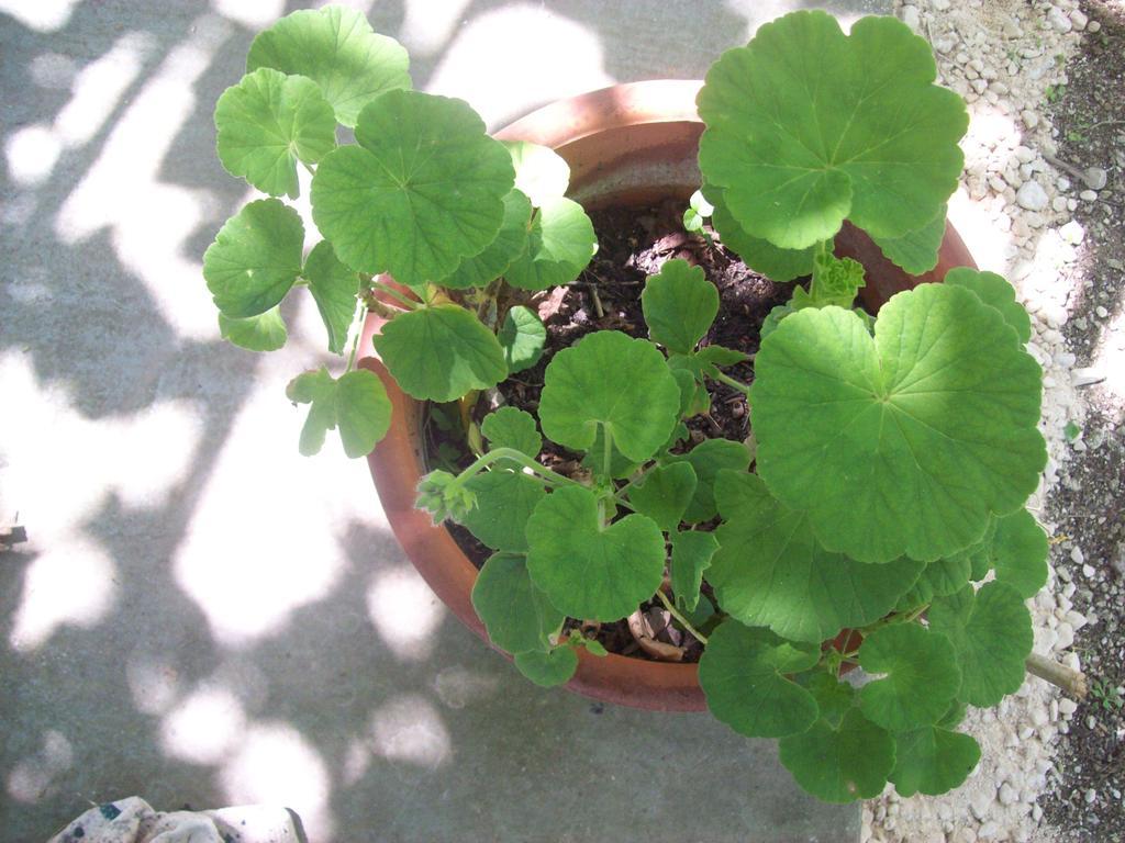 Vitaládes Villa Vania Gardenos מראה חיצוני תמונה