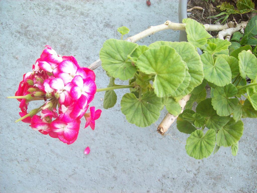 Vitaládes Villa Vania Gardenos מראה חיצוני תמונה